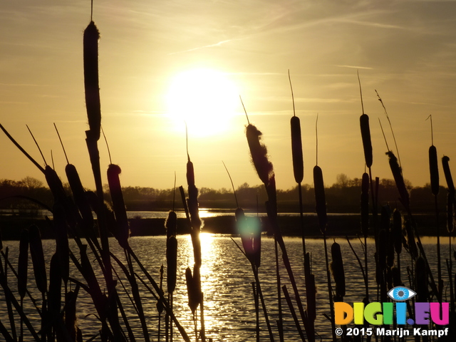 FZ024919 Narrowleaf cattail (Typha angustifolia) at sunset